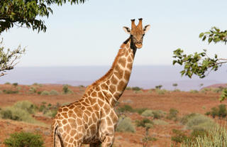 Etendeka Wildlife